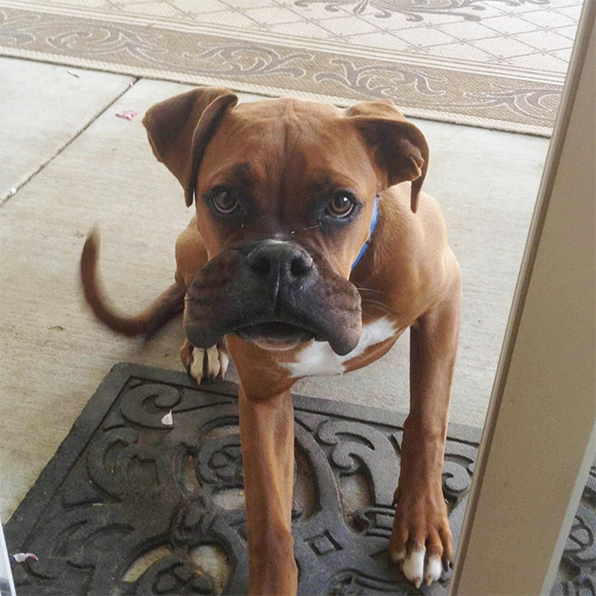 Poor Dogs Who Tried To Eat a Bee
