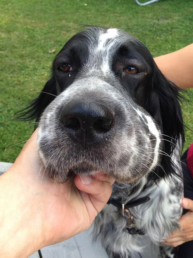 Poor Dogs Who Tried To Eat a Bee