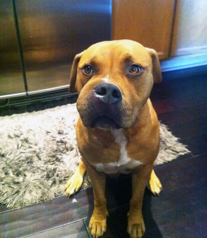 Poor Dogs Who Tried To Eat a Bee