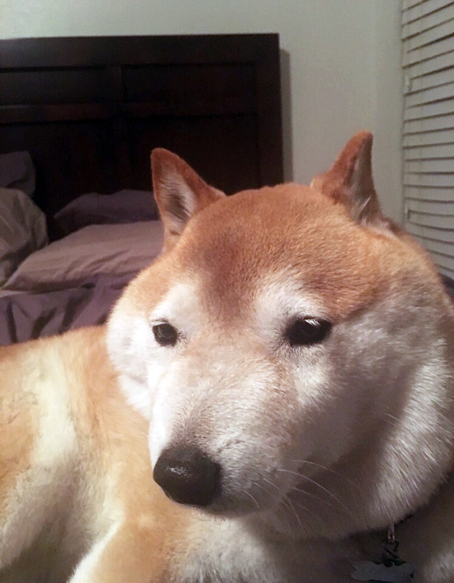 Poor Dogs Who Tried To Eat a Bee
