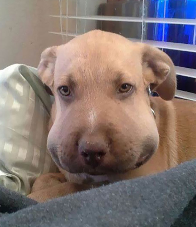 Poor Dogs Who Tried To Eat a Bee