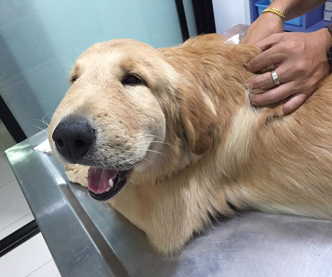 Poor Dogs Who Tried To Eat a Bee