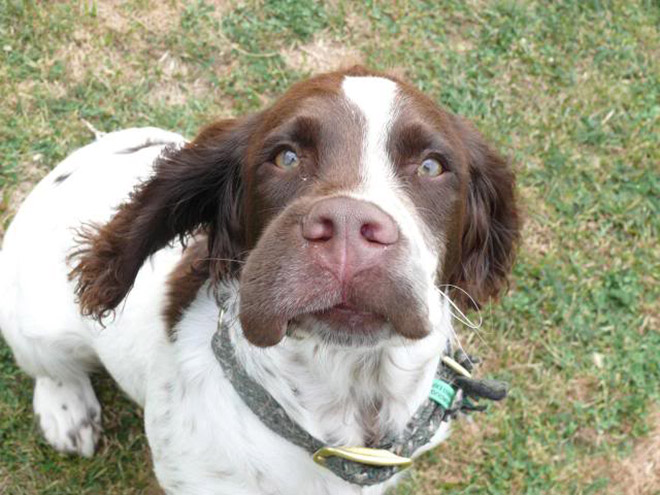 Poor Dogs Who Tried To Eat a Bee