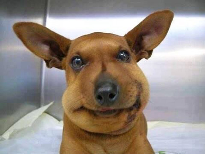 Poor Dogs Who Tried To Eat a Bee