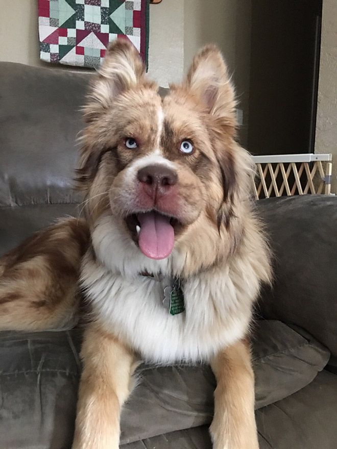 Poor Dogs Who Tried To Eat a Bee