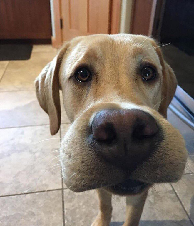 Poor Dogs Who Tried To Eat a Bee