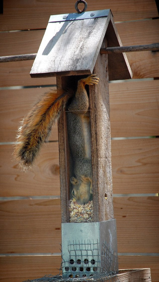 Poor Unlucky Animals Who Got Stuck While Eating