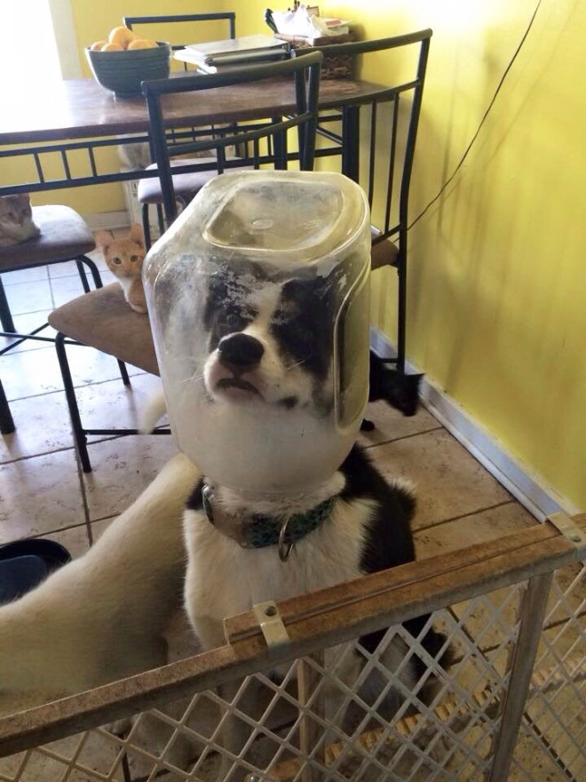 Poor Unlucky Animals Who Got Stuck While Eating