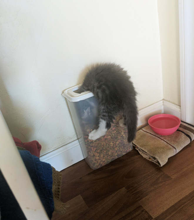 Poor Unlucky Animals Who Got Stuck While Eating