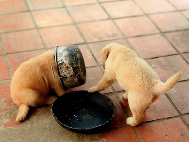 Poor Unlucky Animals Who Got Stuck While Eating