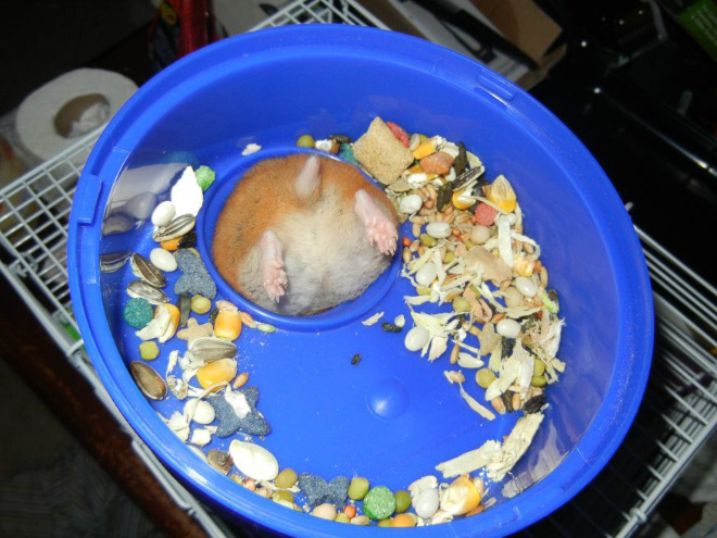 Poor Unlucky Animals Who Got Stuck While Eating