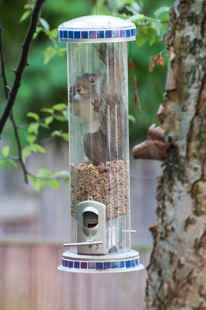 Poor Unlucky Animals Who Got Stuck While Eating