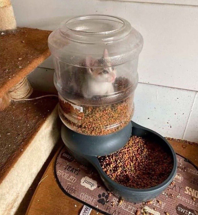 Poor Unlucky Animals Who Got Stuck While Eating