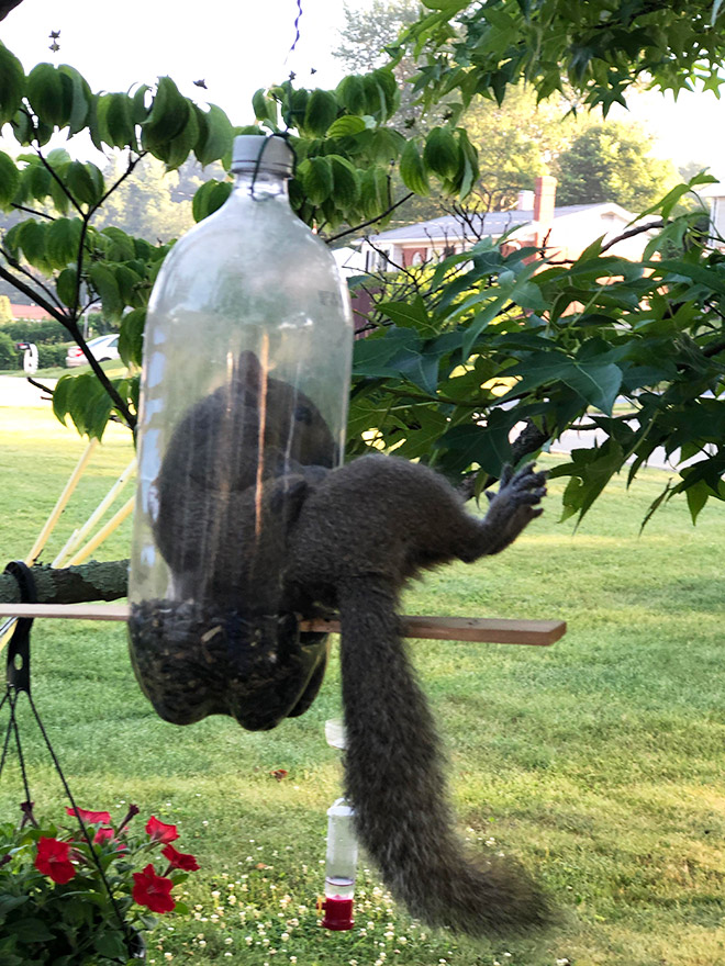 Poor Unlucky Animals Who Got Stuck While Eating