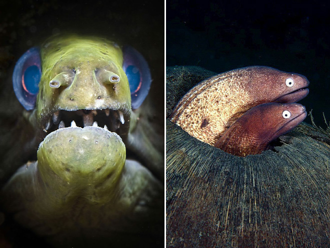 Proof That Eels Are The Cutest Animals Ever