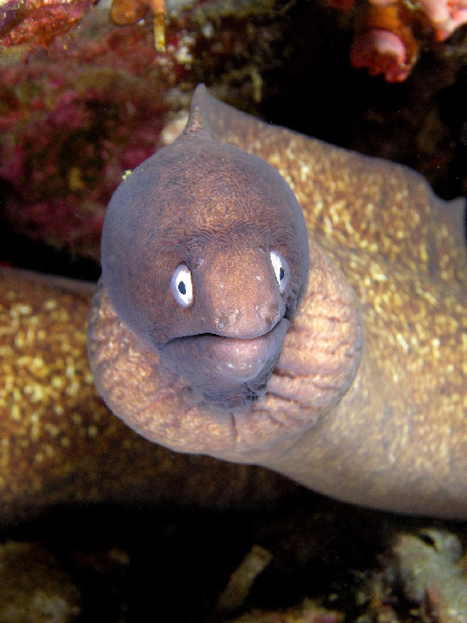 Proof That Eels Are The Cutest Animals Ever