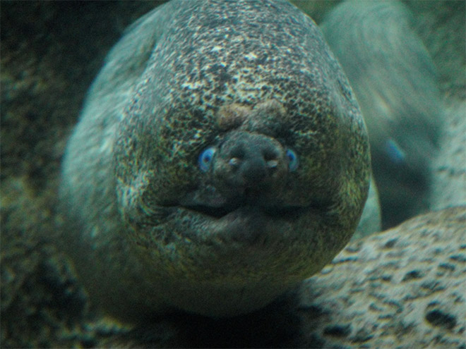 Proof That Eels Are The Cutest Animals Ever