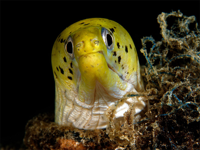 Proof That Eels Are The Cutest Animals Ever