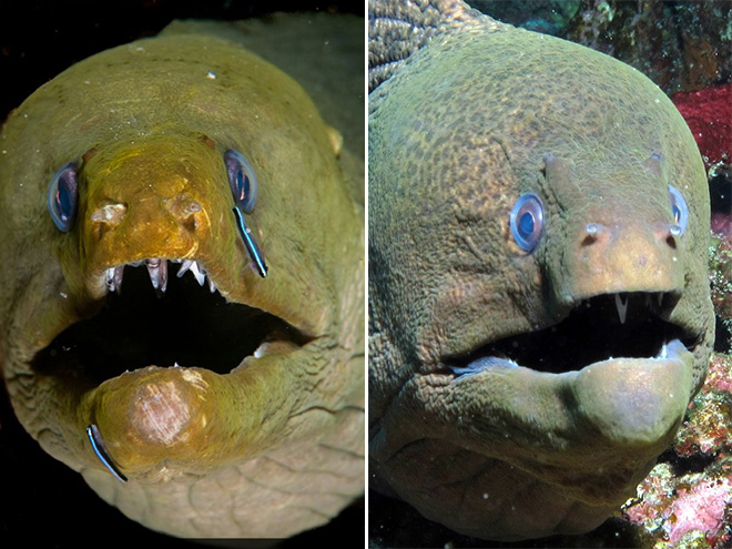 Proof That Eels Are The Cutest Animals Ever