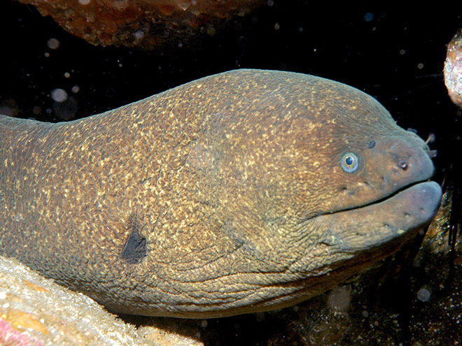 Proof That Eels Are The Cutest Animals Ever