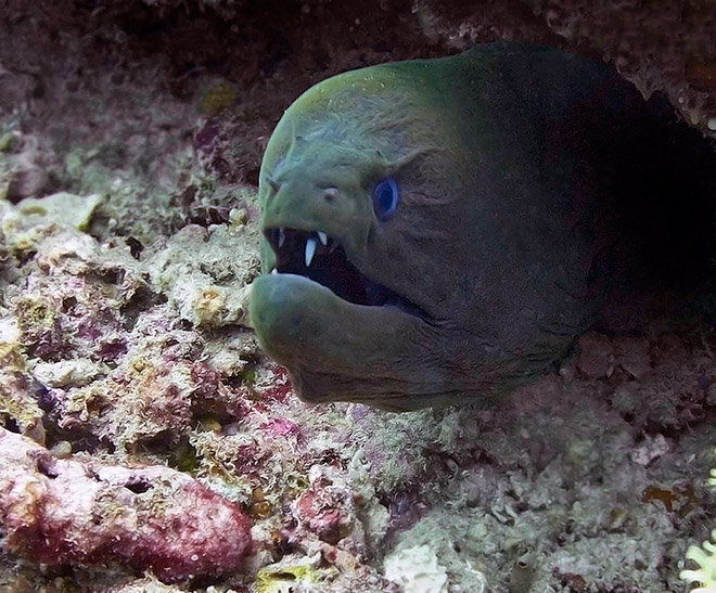 Proof That Eels Are The Cutest Animals Ever