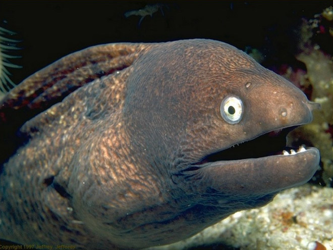 Proof That Eels Are The Cutest Animals Ever