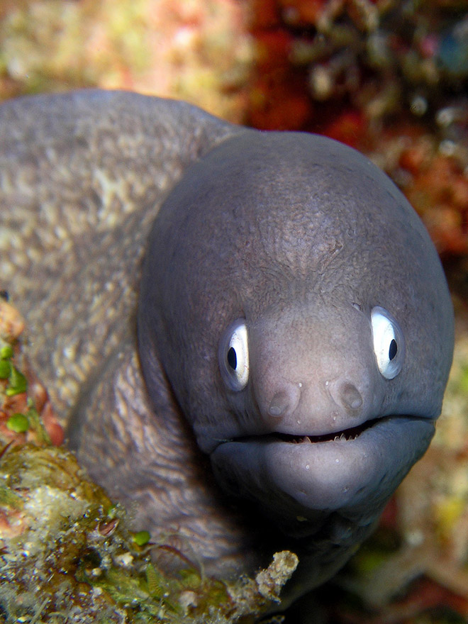 Proof That Eels Are The Cutest Animals Ever
