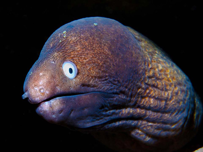 Proof That Eels Are The Cutest Animals Ever