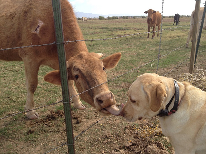 Really Friendly Cows