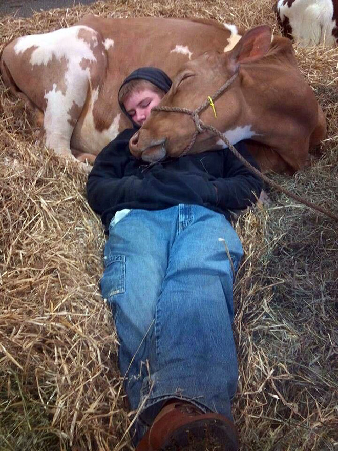 Really Friendly Cows
