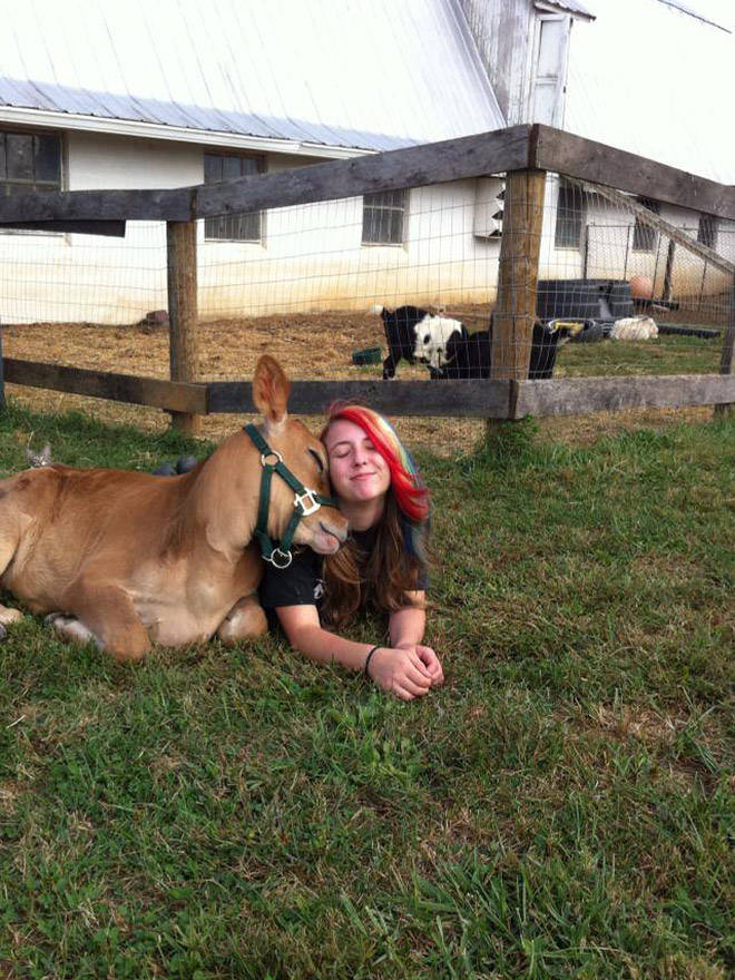 Really Friendly Cows
