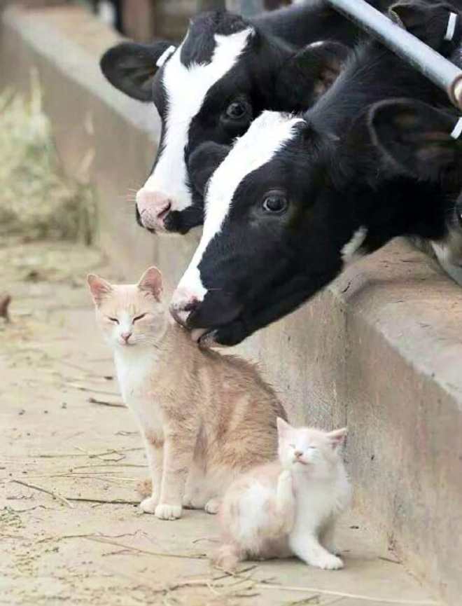 Really Friendly Cows