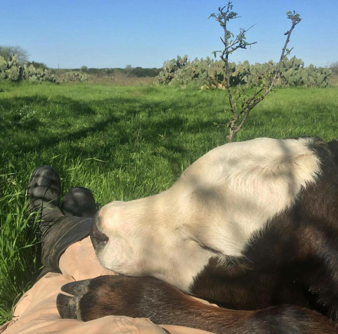 Really Friendly Cows
