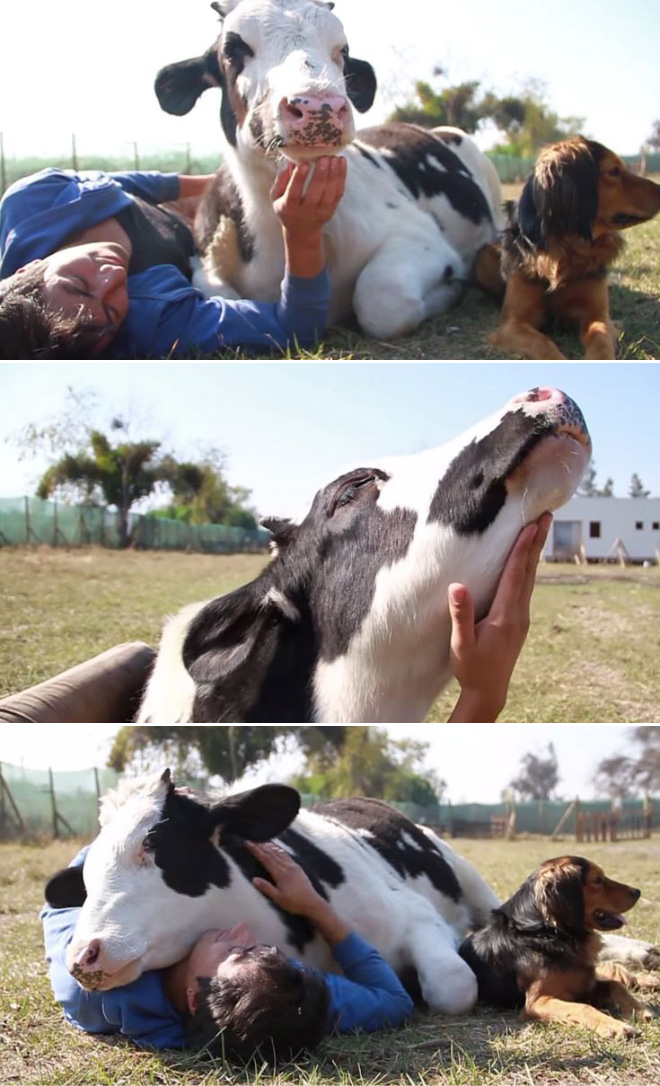 Really Friendly Cows