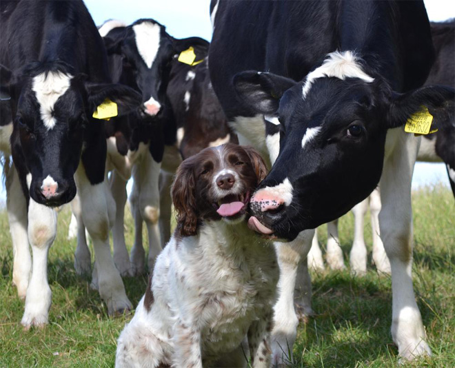 Really Friendly Cows