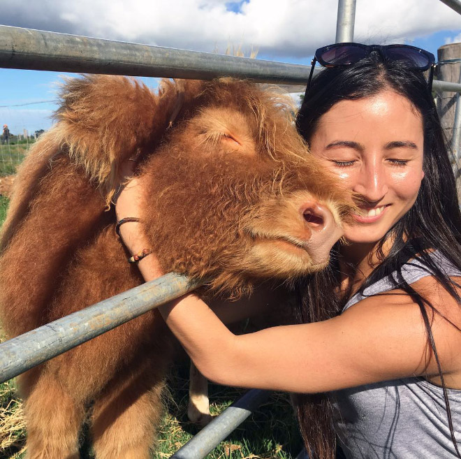 Really Friendly Cows
