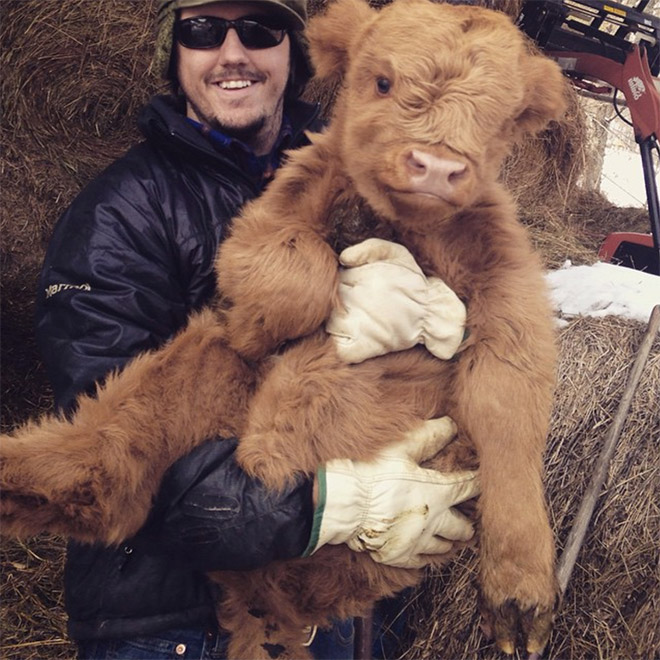Really Friendly Cows