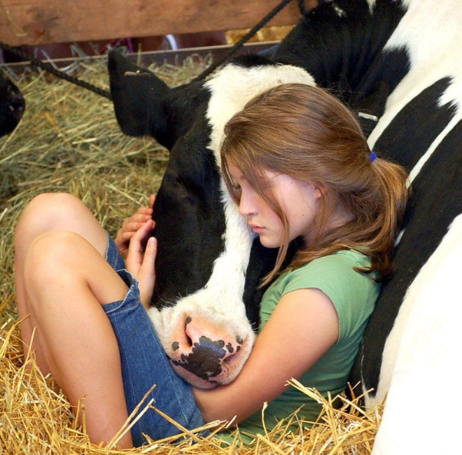 Really Friendly Cows