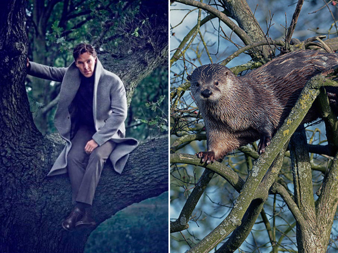 Rumors Confirmed: Benedict Cumberbatch Is Actually an Otter