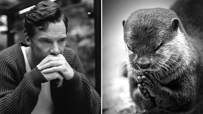 Rumors Confirmed: Benedict Cumberbatch Is Actually an Otter