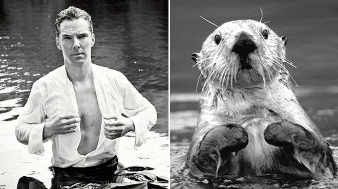 Rumors Confirmed: Benedict Cumberbatch Is Actually an Otter
