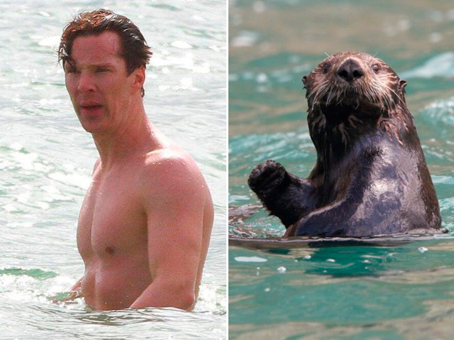Rumors Confirmed: Benedict Cumberbatch Is Actually an Otter