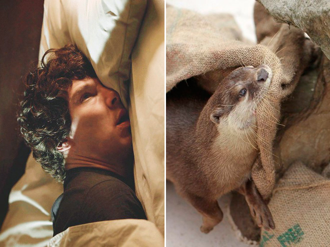 Rumors Confirmed: Benedict Cumberbatch Is Actually an Otter