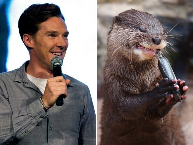 Rumors Confirmed: Benedict Cumberbatch Is Actually an Otter