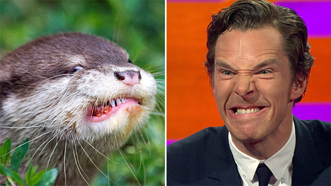 Rumors Confirmed: Benedict Cumberbatch Is Actually an Otter