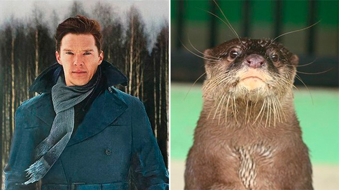 Rumors Confirmed: Benedict Cumberbatch Is Actually an Otter