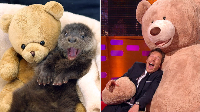 Rumors Confirmed: Benedict Cumberbatch Is Actually an Otter