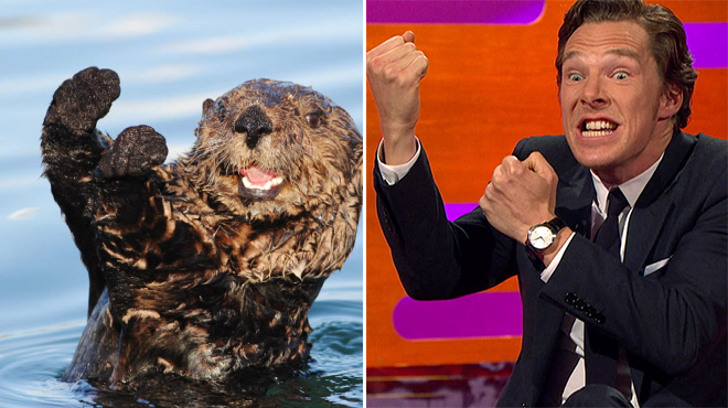 Rumors Confirmed: Benedict Cumberbatch Is Actually an Otter