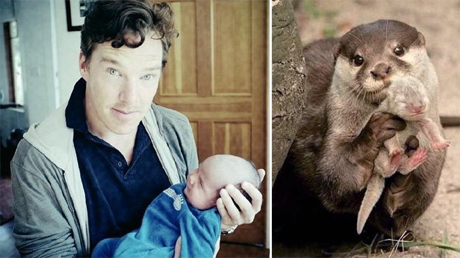 Rumors Confirmed: Benedict Cumberbatch Is Actually an Otter