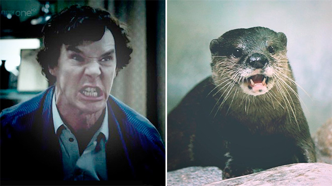 Rumors Confirmed: Benedict Cumberbatch Is Actually an Otter